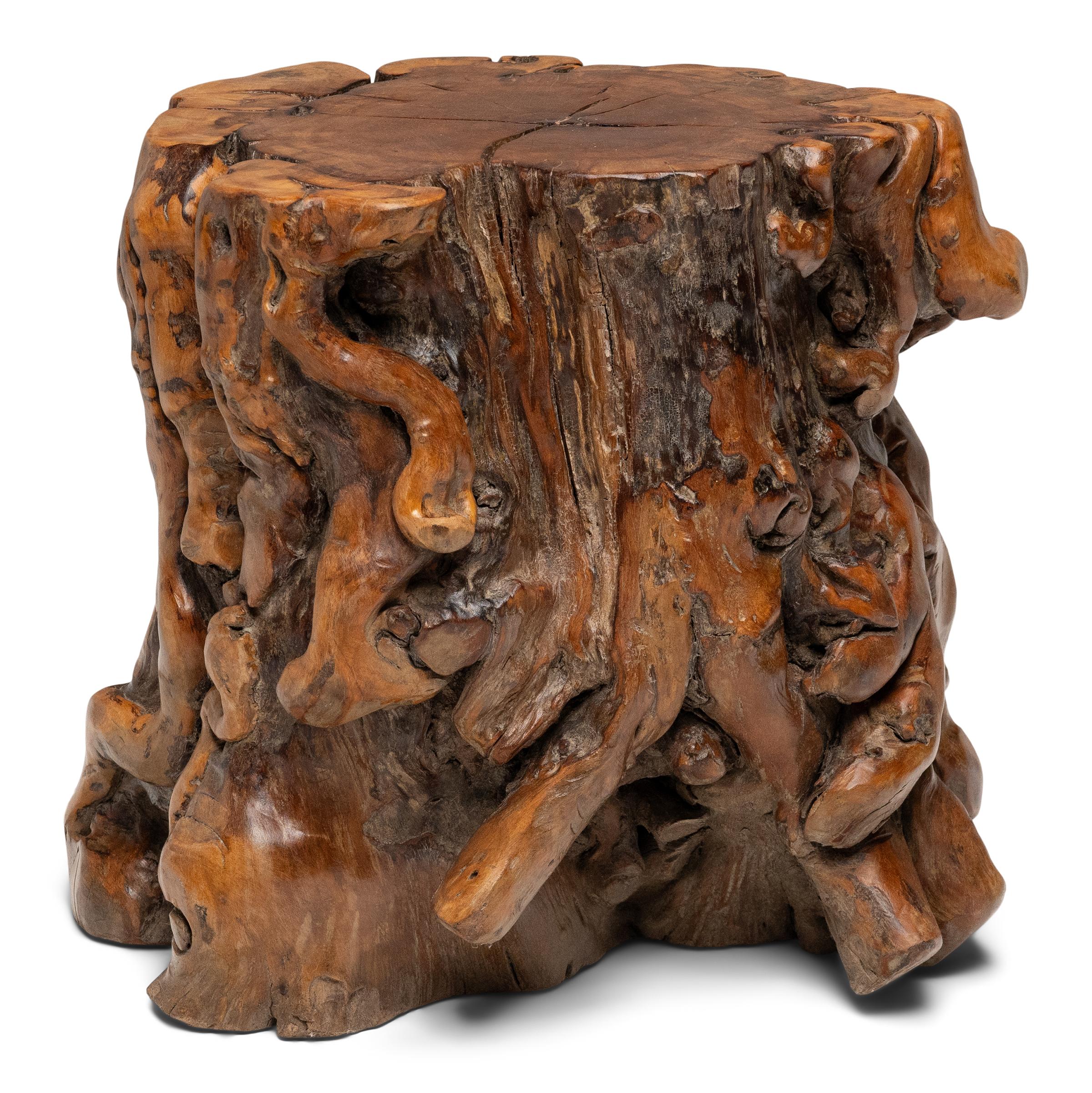 The organic form of this rootwood side table would have appealed to the refined tastes of Ming and Qing dynasty literati, who favored natural formations with sinuous contours and wild, untamed beauty. The low table follows the gnarled roots of an