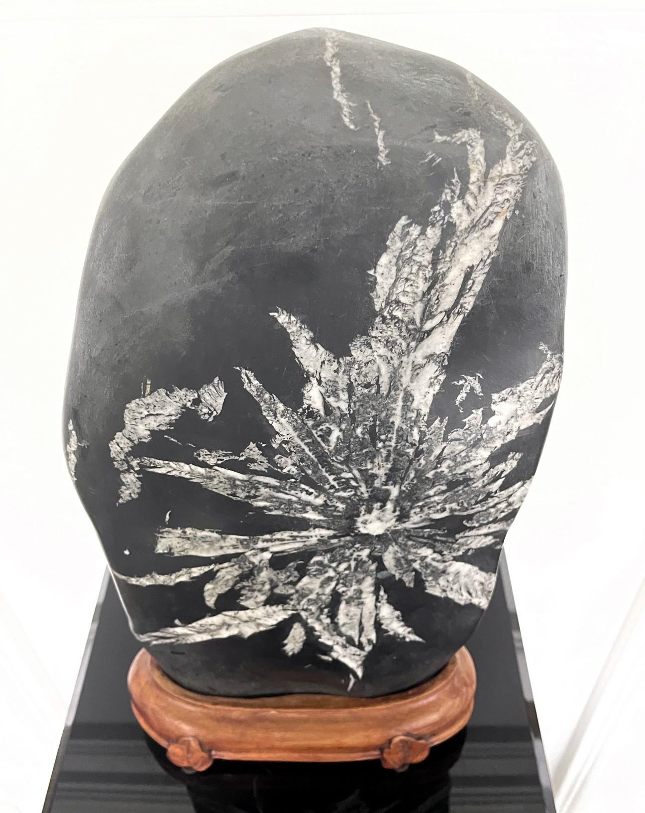 Chinese Scholar Rock Chrysanthemum Stone For Sale 6