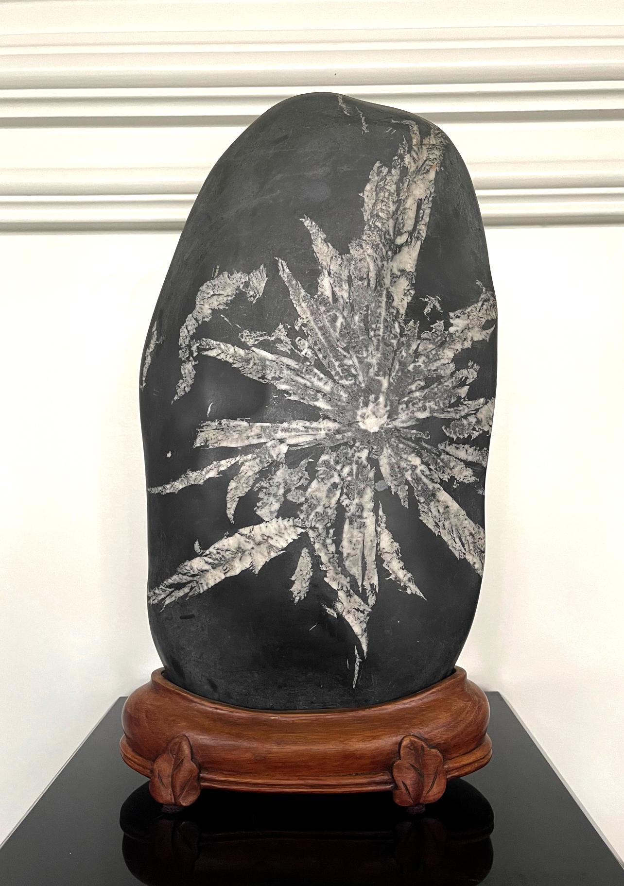 An extraordinary specimen created by nature millions of years ago, this large and stunning Chinese black chrysanthemum stone features white crystalline mineral (calcite and chalcedony) formation. The black Andulusite body contrasts dramatically with