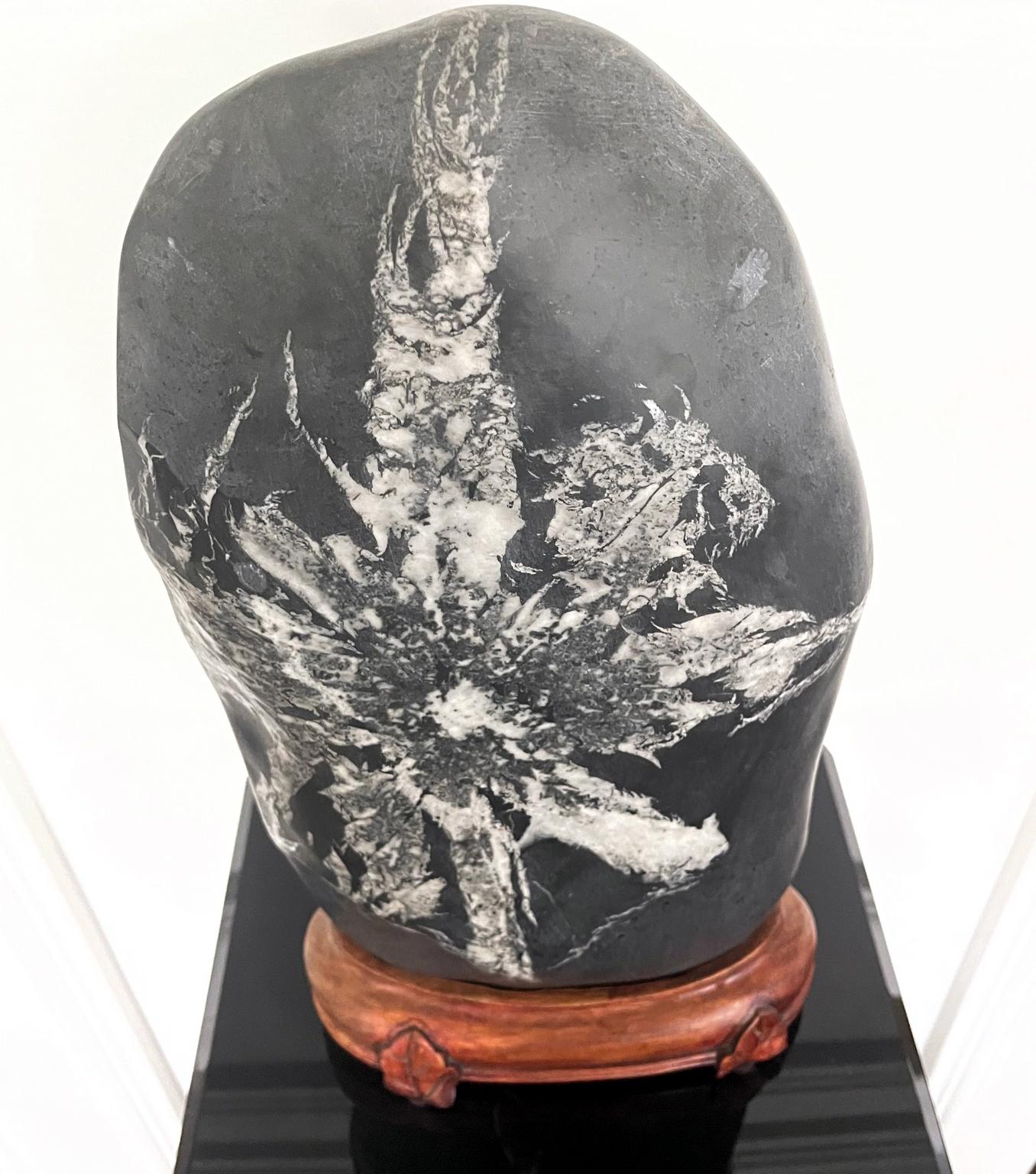Chinese Scholar Rock Chrysanthemum Stone For Sale 2