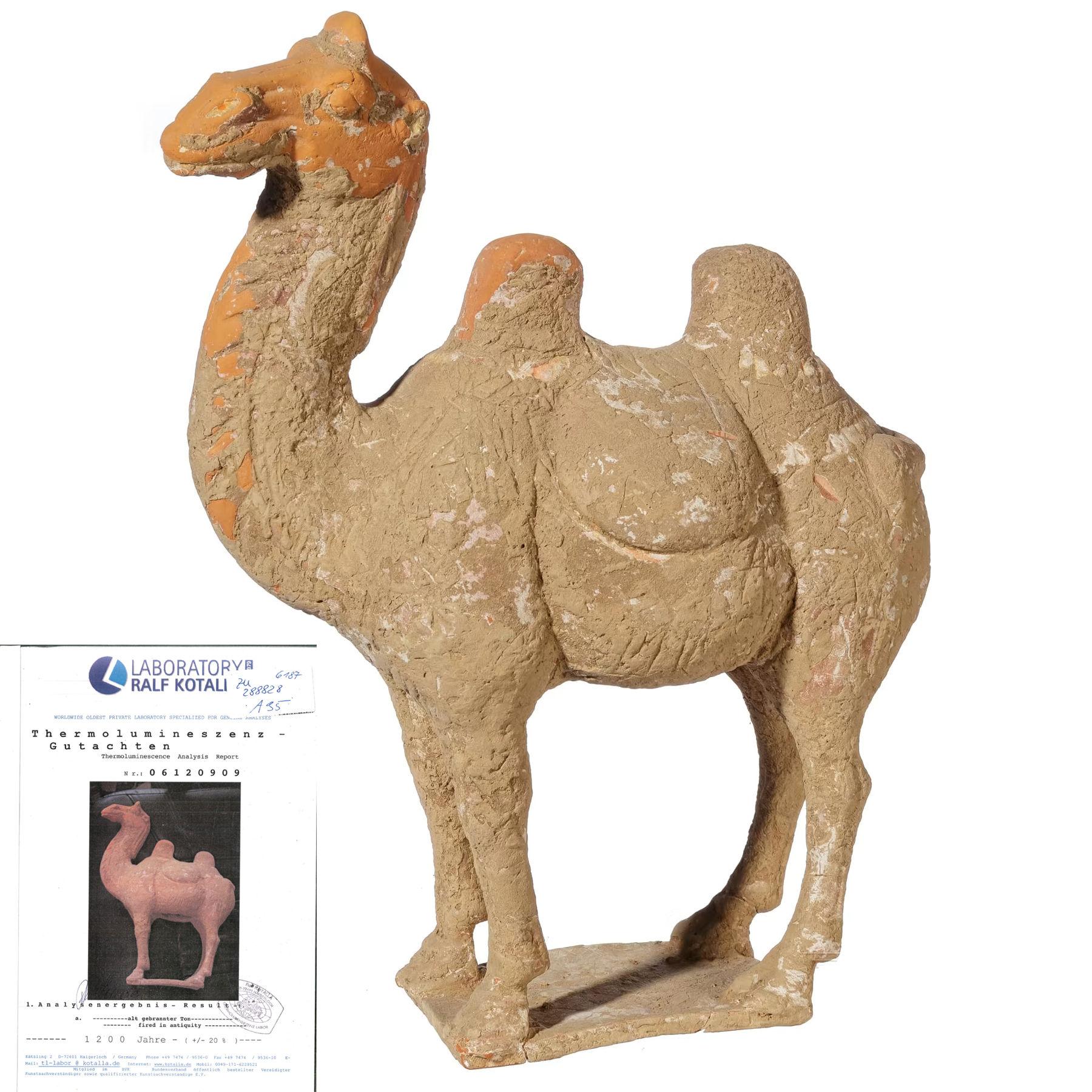 chinese camel
