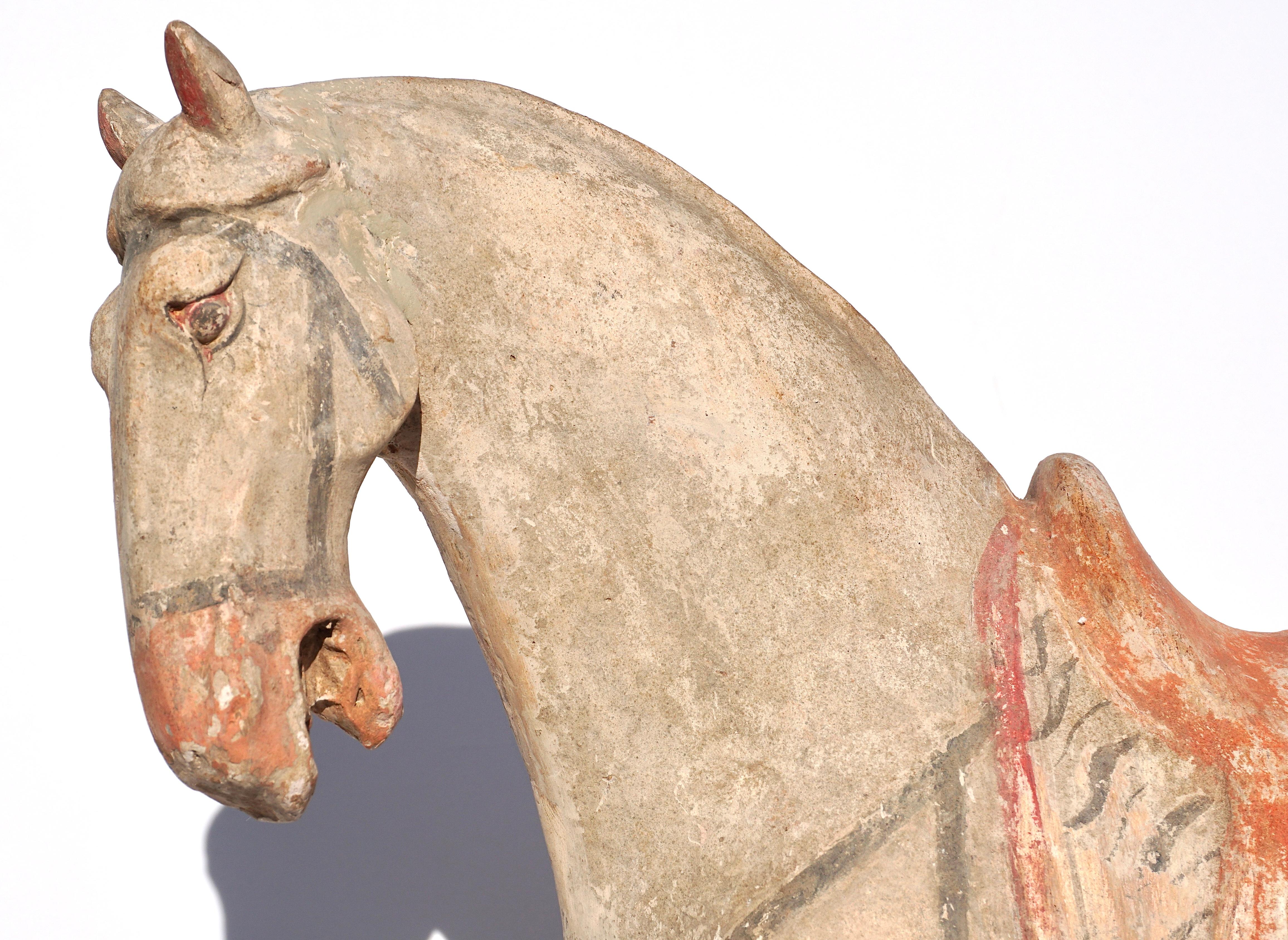 Authenticated and dated by Ralf Kotalla Laboratories in Germany Report # 05PX240220 included with acquisition.

Ca. 618 - 907 AD Tang Dynasty Terracotta Horse figure with saddle and turned head. An elegant hollow molded pottery horse modeled in a