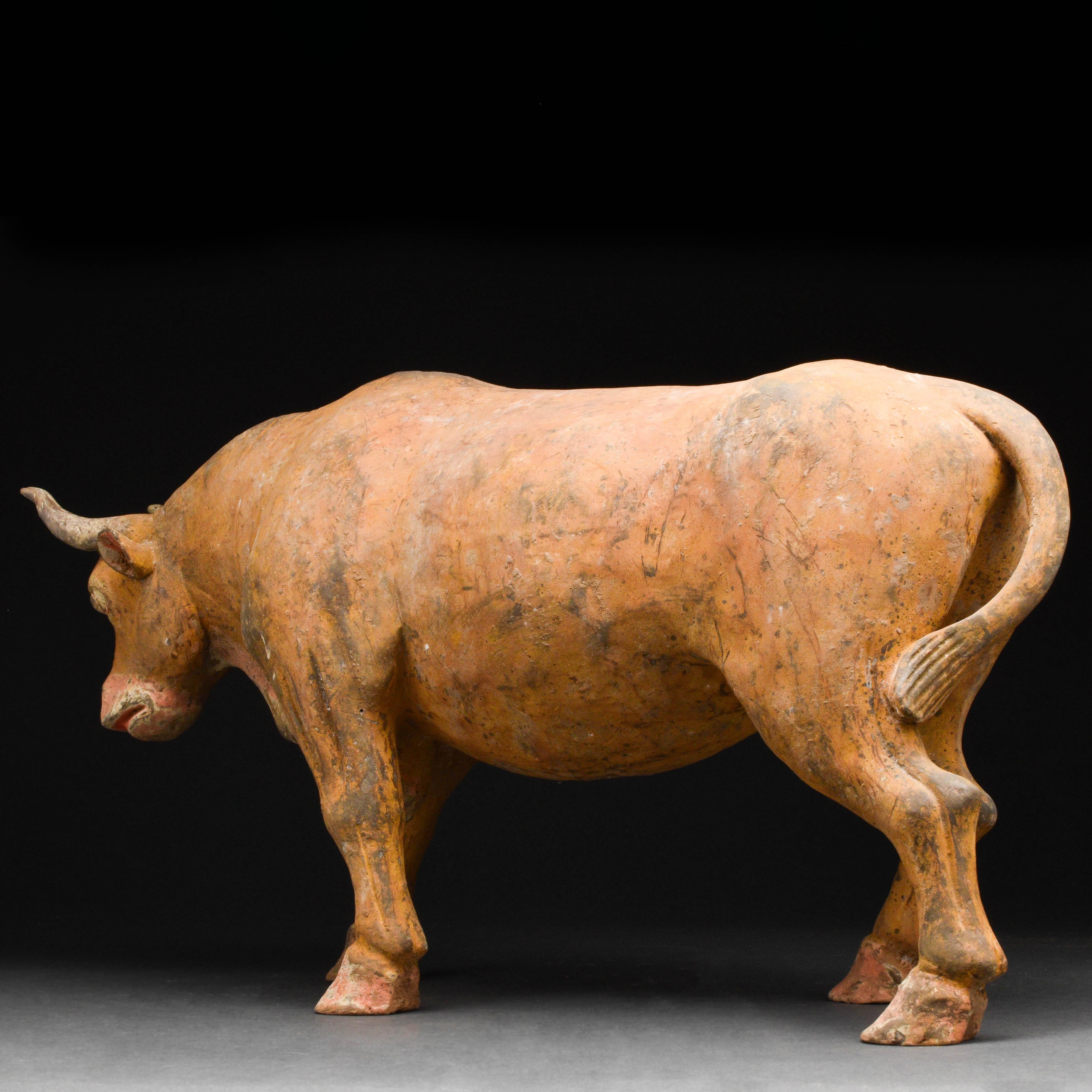 A naturalistic representation of a Chinese Tang Dynasty bull in a standing pose. This beautiful figure has its neck bent and head angled downwards, with a curved belly with a hole and tail that wraps itself around the back end. Traces of red pigment