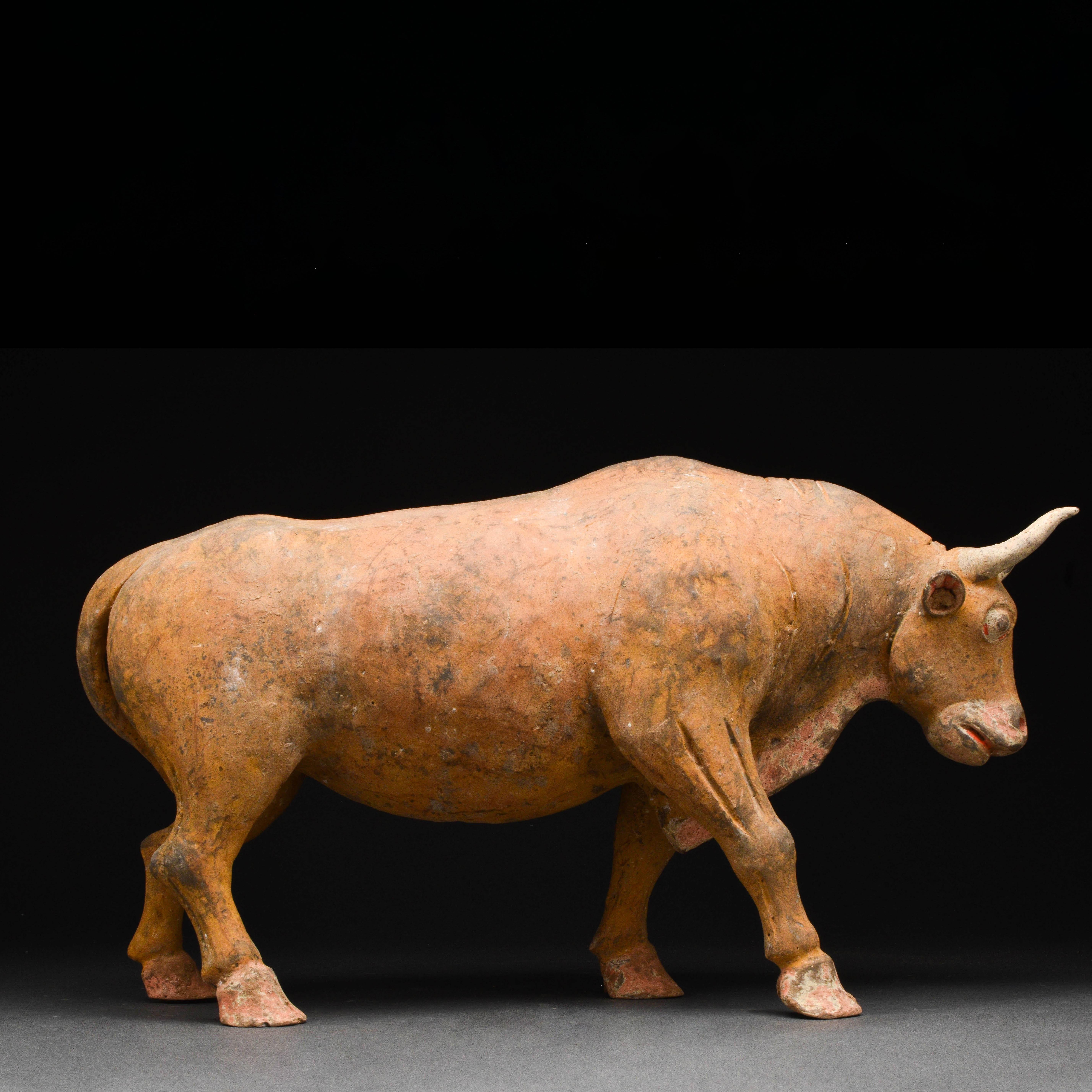 Chinese Tang Dynasty Terracotta Bull - TL Tested In Good Condition For Sale In London, GB