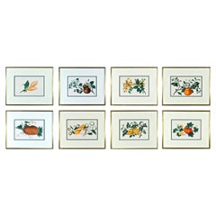 Chinesische Aquarelle exotischer Früchte auf Kissenpapier – achtteiliges Set