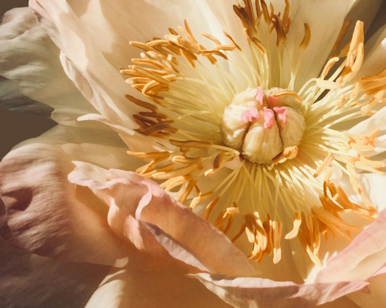 Chloe Hedden DESCENT OF GRACE (floral yellow painting realist flower oil painting canvas) at