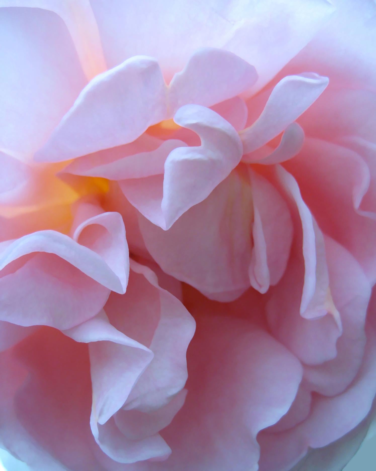 Chloe Hedden Desert Rose 2 Floral Pink Rose Painting Realist