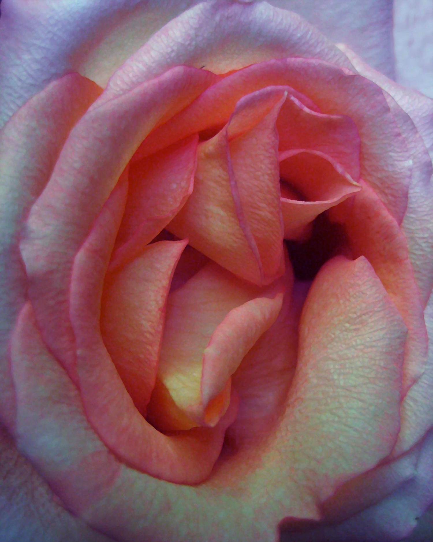 Chloe Hedden Desert Rose Floral Pink Rose Painting Realist