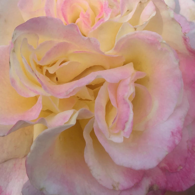 Chloe Hedden Heart Of The Rose 2 Floral Realist Flower Oil Painting Canvas Petals Rose For Sale At 1stdibs