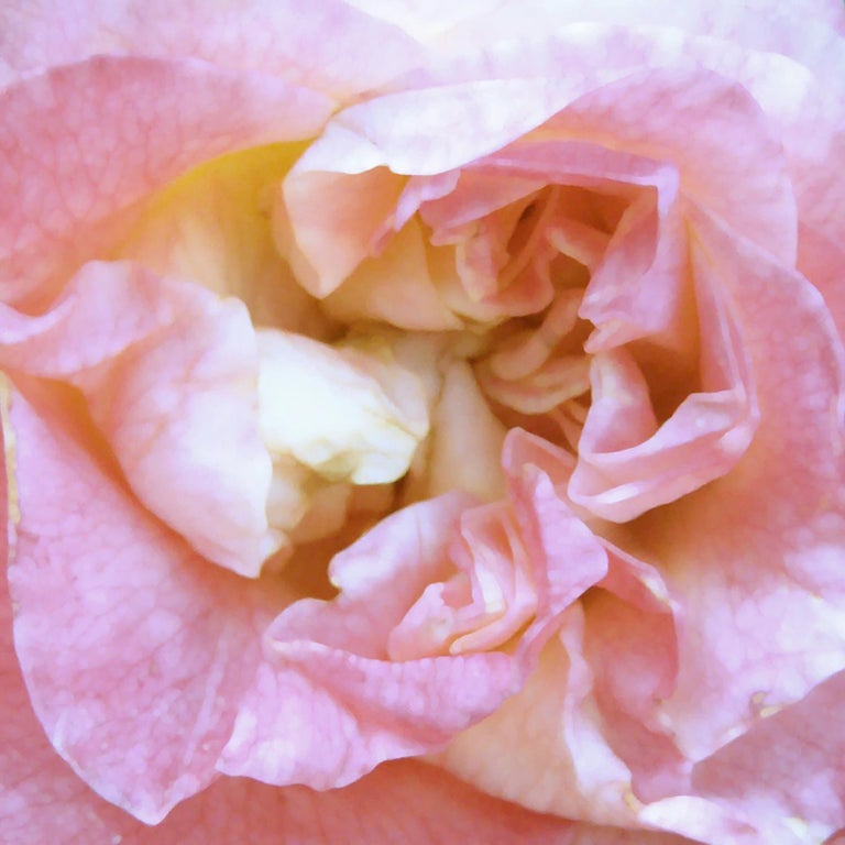 Chloe Hedden Heart Of The Rose 4 Floral Realist Flower Oil