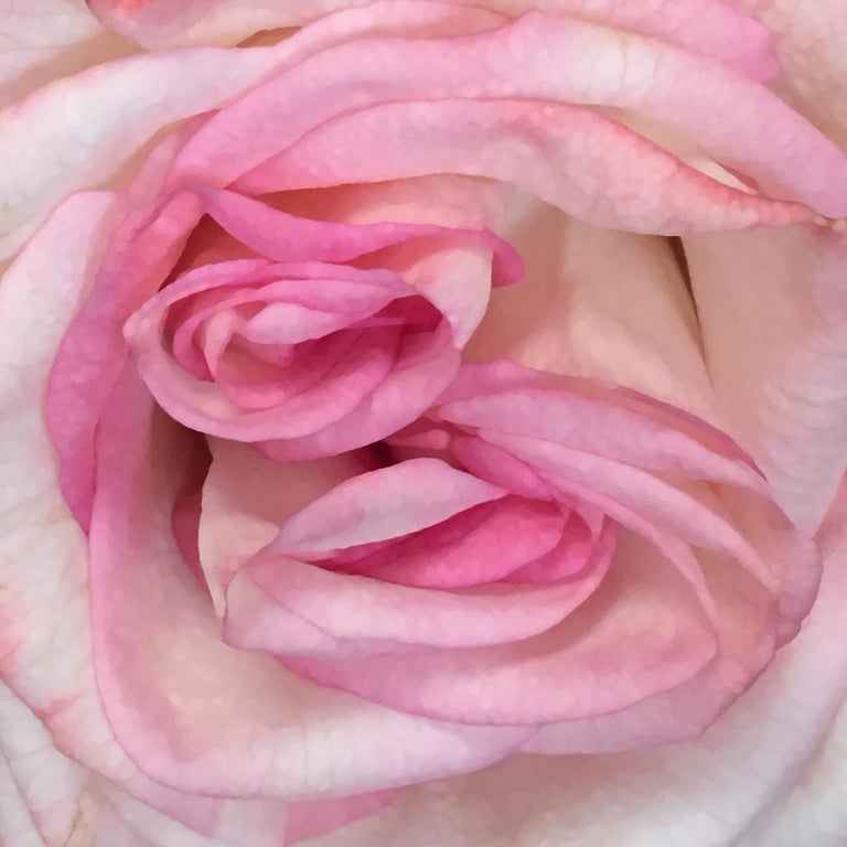 Chloe Hedden Heart Of The Rose Floral Realist Flower Oil Painting Canvas Petals Pink For Sale At 1stdibs