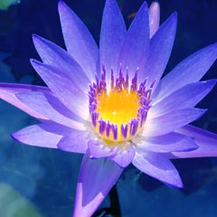 PARIS WATER LILY (floral painting realist purple flower oil painting canvas)