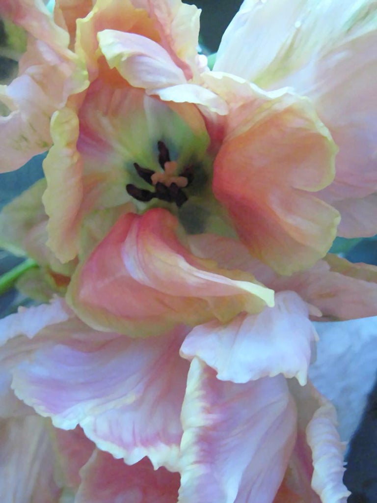 Chloe Hedden Parrot Tulip 2 Floral Painting Realist Pastels