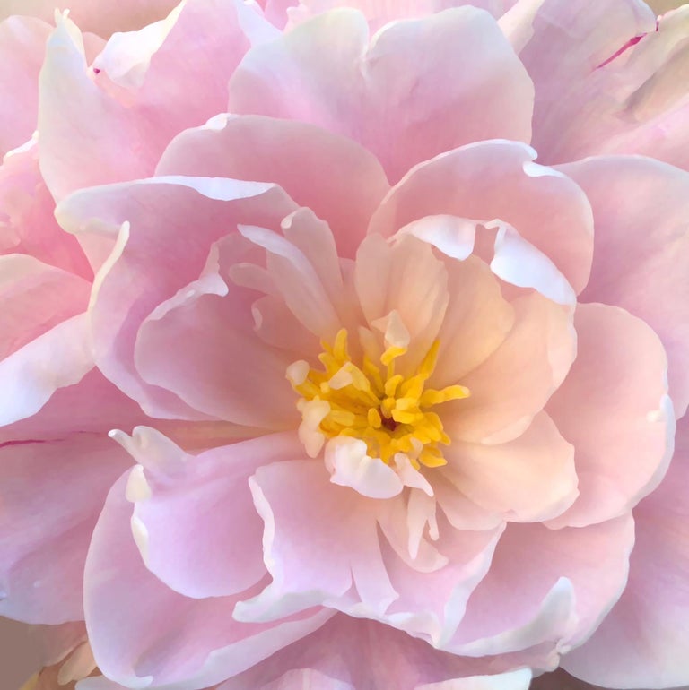 Chloe Hedden Pink Peony Floral Painting Realist Pastels Pink
