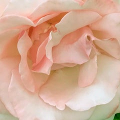 Pink rose 2 (floral realist flower coral oil painting canvas petals white)