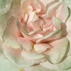  Pink rose (sage moss green floral realist flower coral oil painting petals)