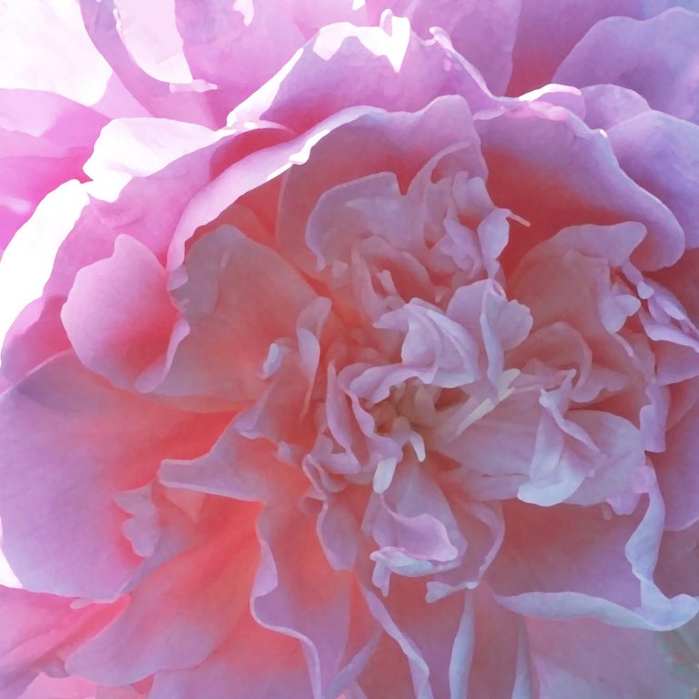 Chloe Hedden Prema Floral Painting Realist Pastels Pink Flower