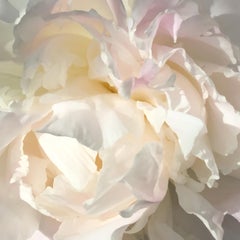 Salt Spring Peony 11 (floral realist off white flower oil painting canvas petals