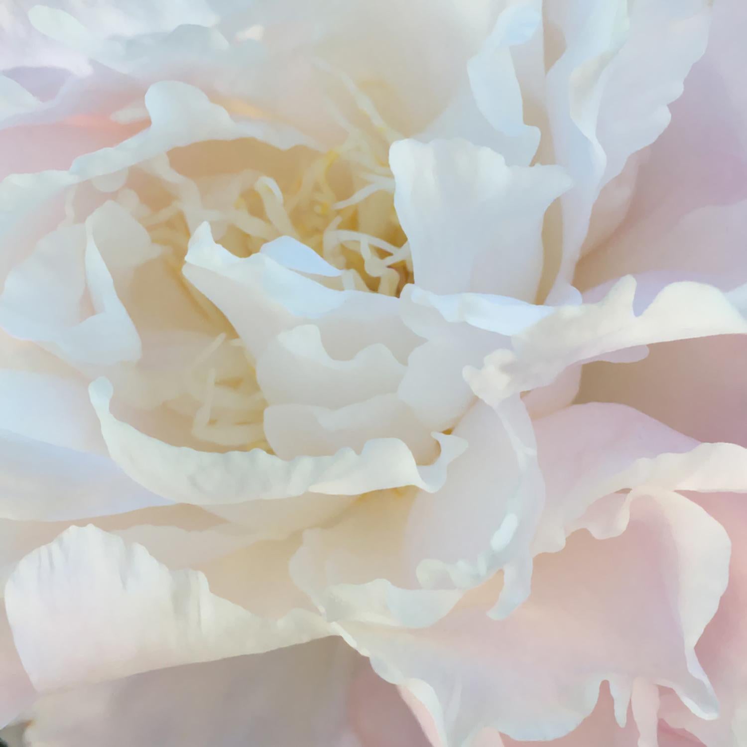 Chloe Hedden Salt Spring Peony 15 Floral Realist Pale Rose