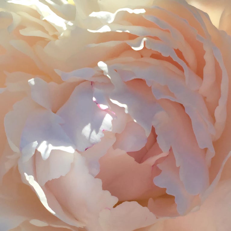 Chloe Hedden Salt Spring Peony 14 Floral Realist Pale Rose