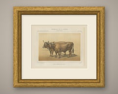 Cholet Oxen, French Cattle Breed, Antique Chromolithograph by Borie, 1863