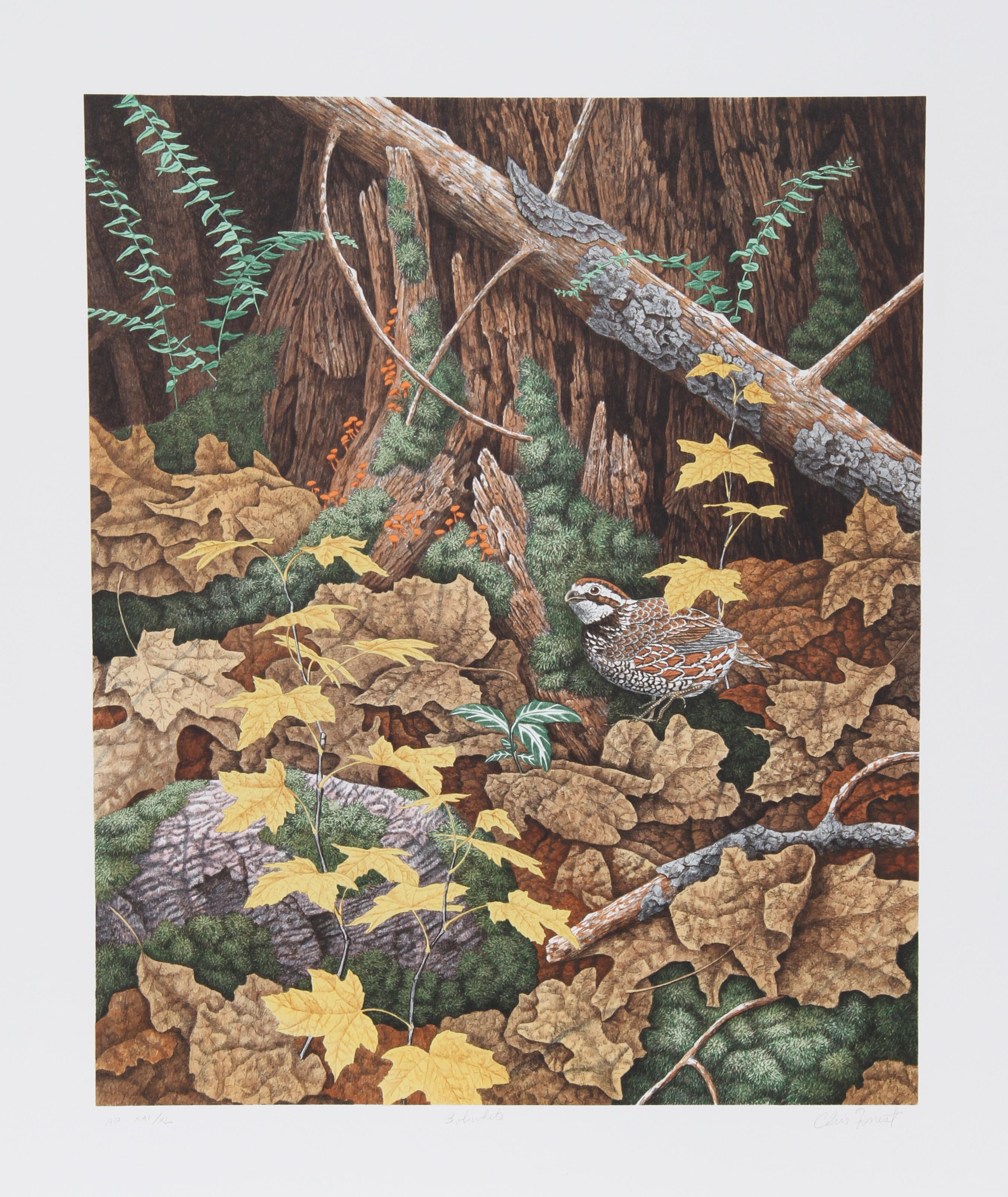 Bob White Quails II, litografia realista americana di Chris Forrest
