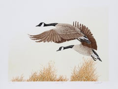 Oche del Canada in volo, litografia realista americana di Chris Forrest