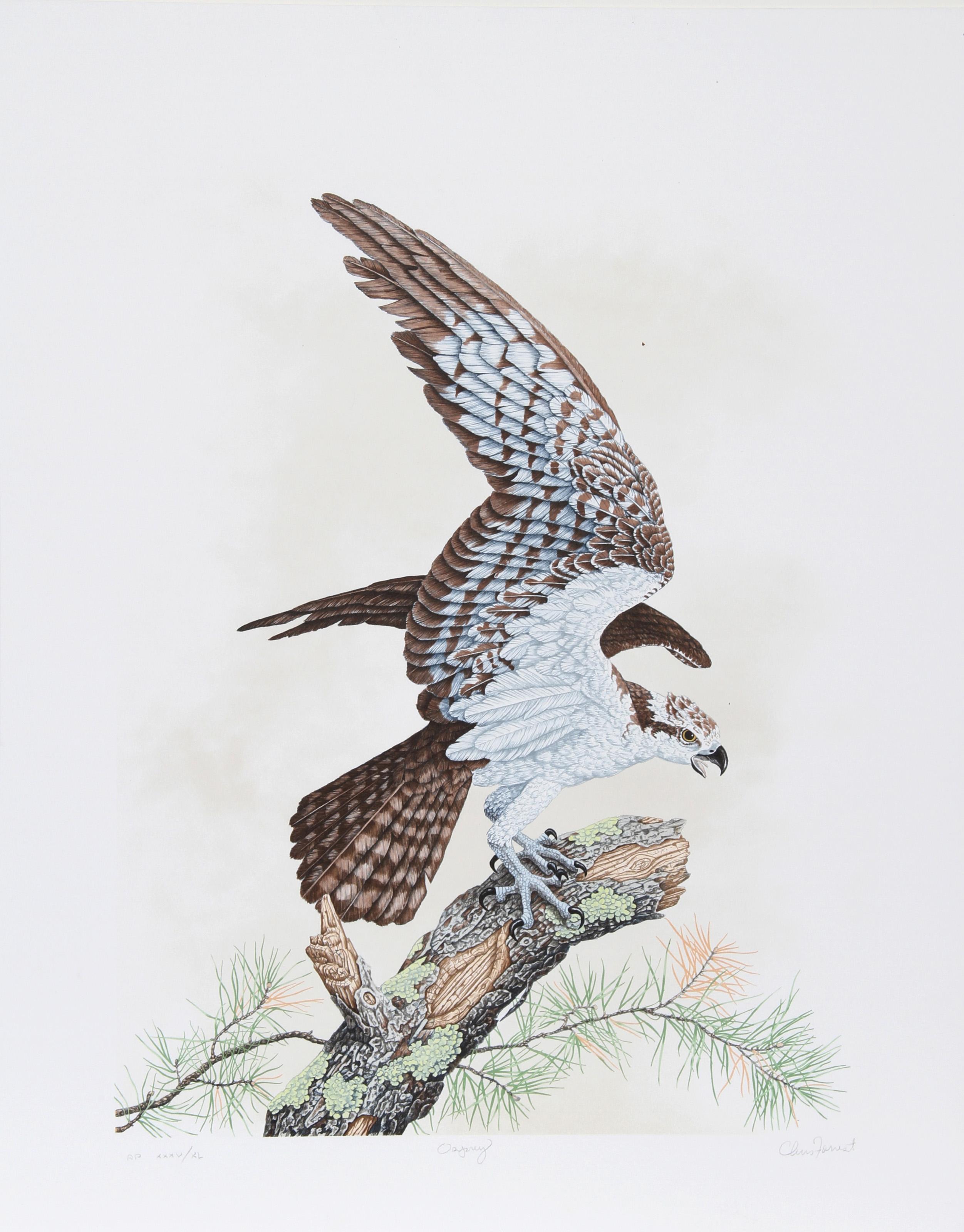 Osprey, Lithographie des amerikanischen Realismus von Chris Forrest