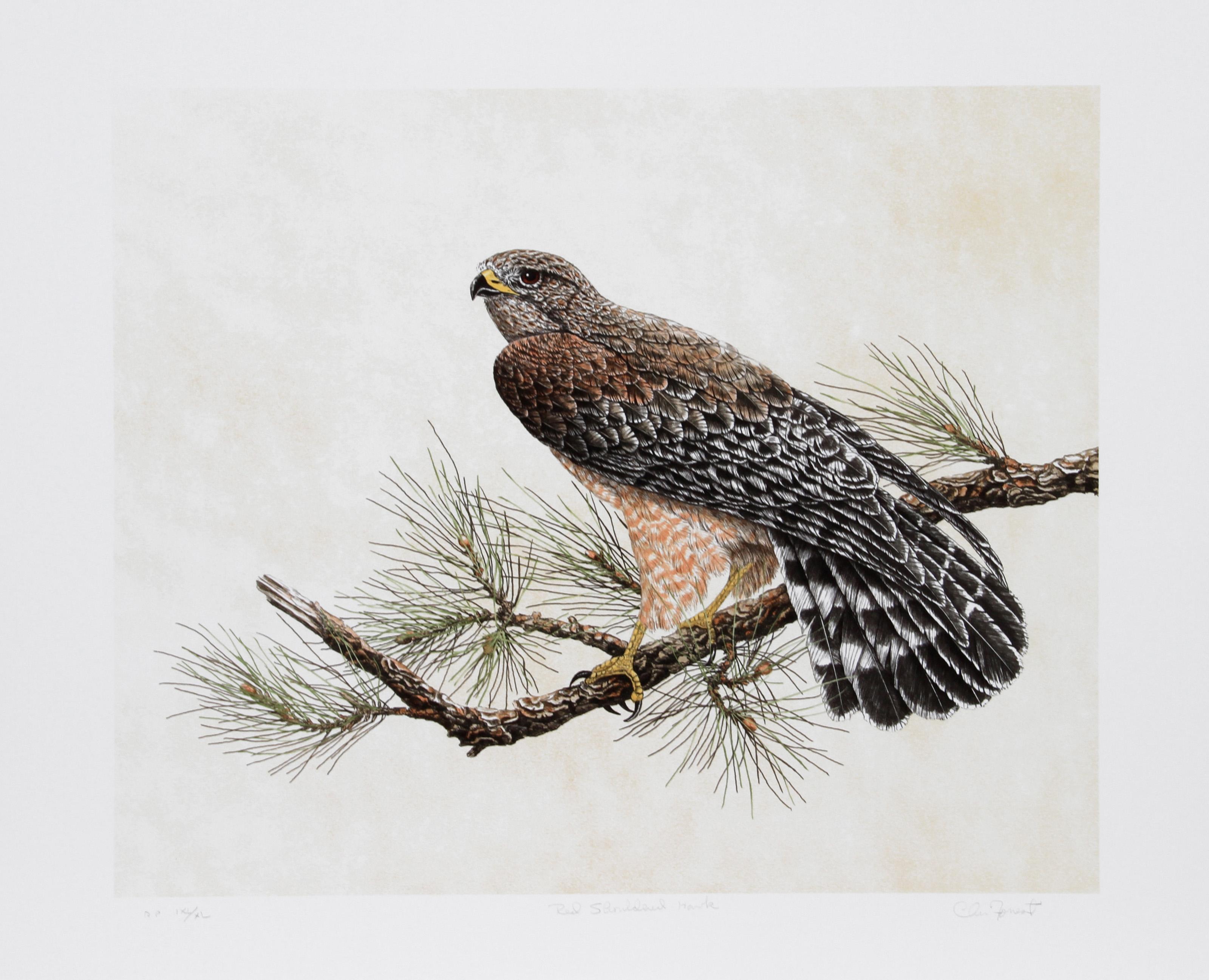 Red Shouldered Hawk, American Realist Lithograph by Chris Forrest