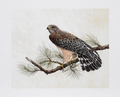 Falco dalle spalle rosse, litografia realista americana di Chris Forrest
