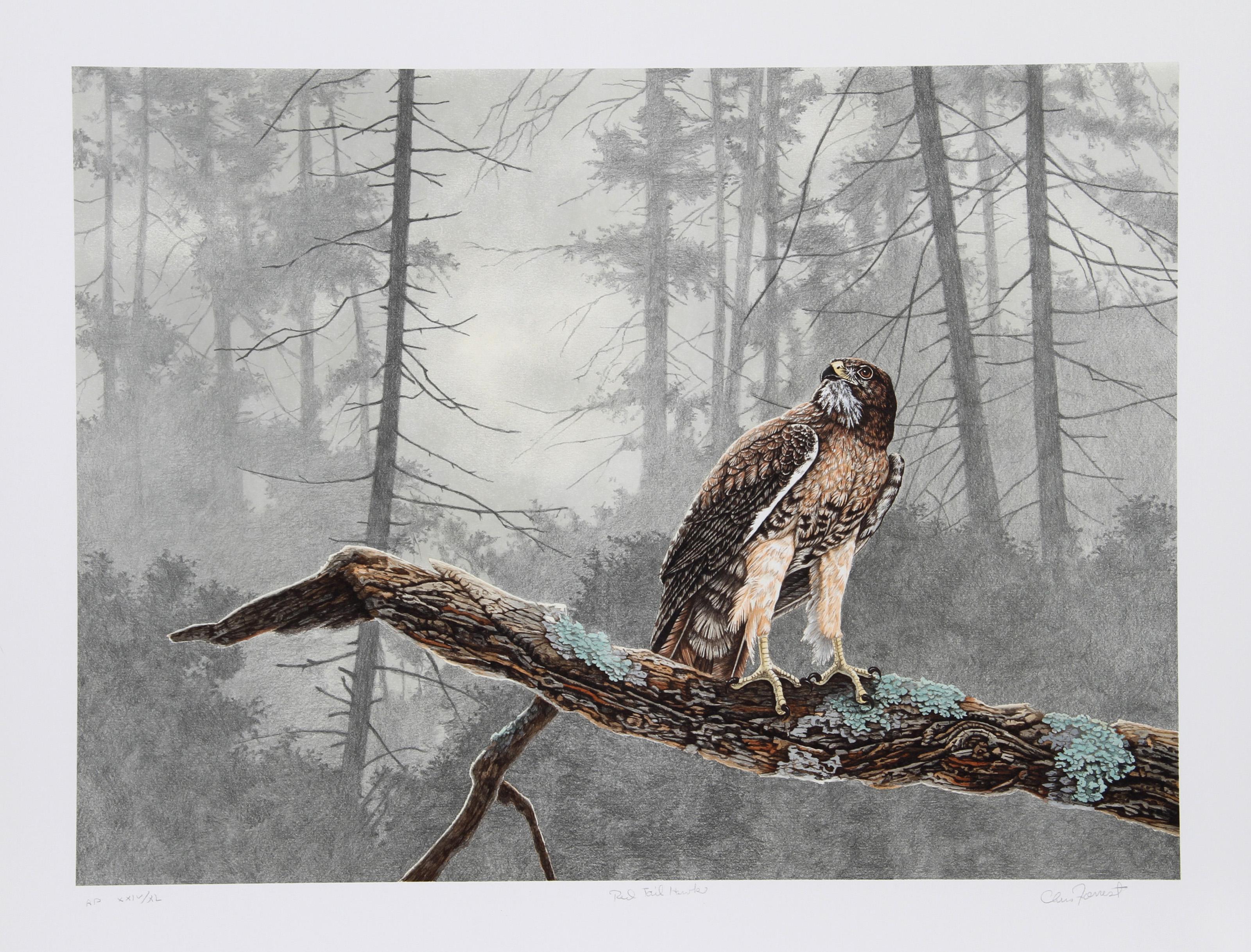 Falco dalla coda rossa, litografia realista americana di Chris Forrest
