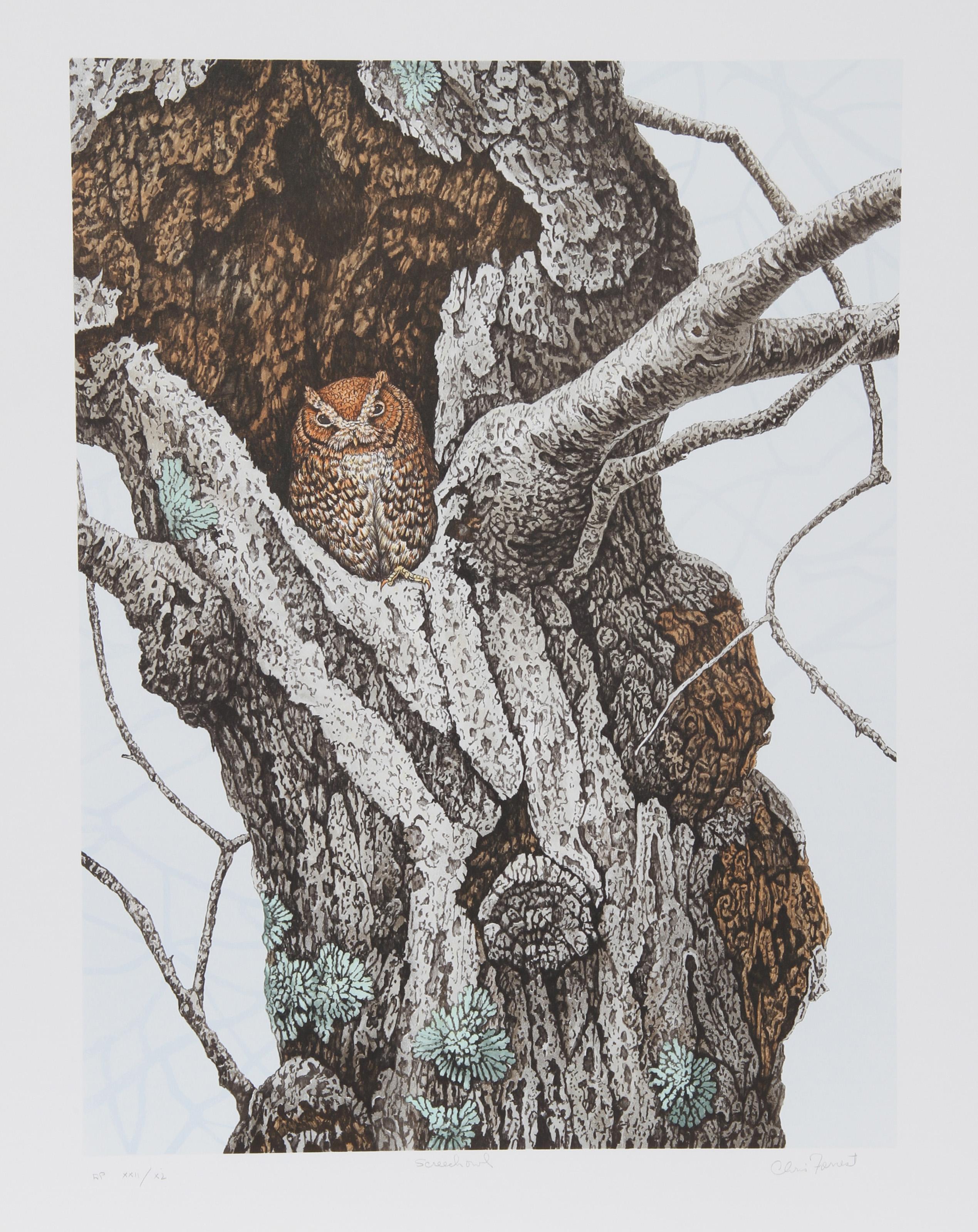 Hibou en hêtre américain, lithographie réaliste de Chris Forrest