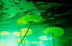 Lillies - Natural Water Lilies Underwater Pond Flora Fauna Photographic Print