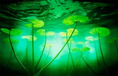 The Lilly di Chris Frazer Smith - Fotografia naturalistica di fiori contemporanea