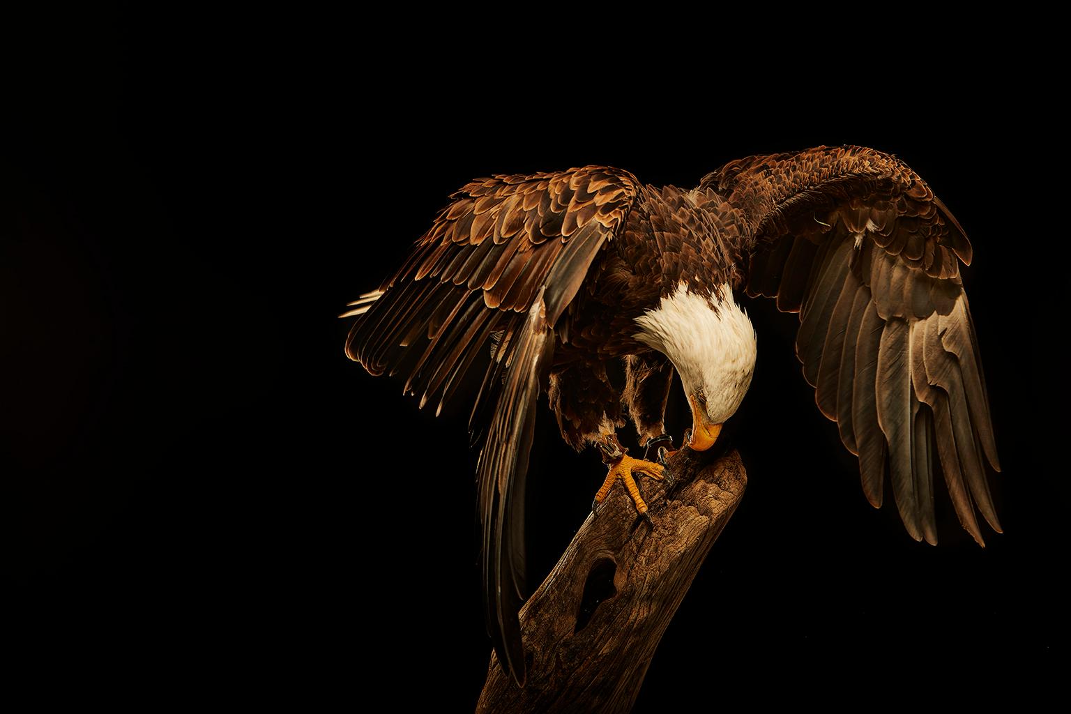 Birds of Prey Bald Eagle Nr. 18 (Schwarz), Color Photograph, von Chris Gordaneer