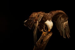 Birds of Prey Bald Eagle No. 18
