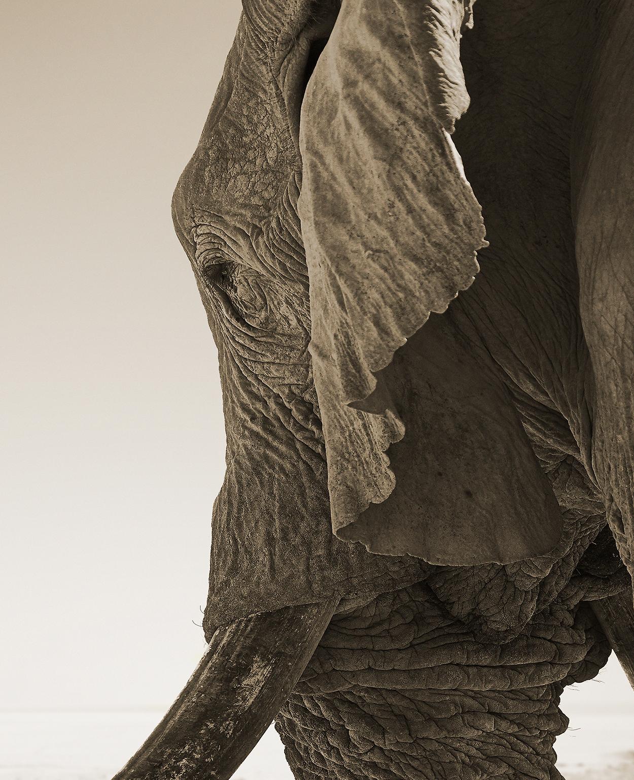 Elefant-02, Namibia – Photograph von Chris Gordaneer