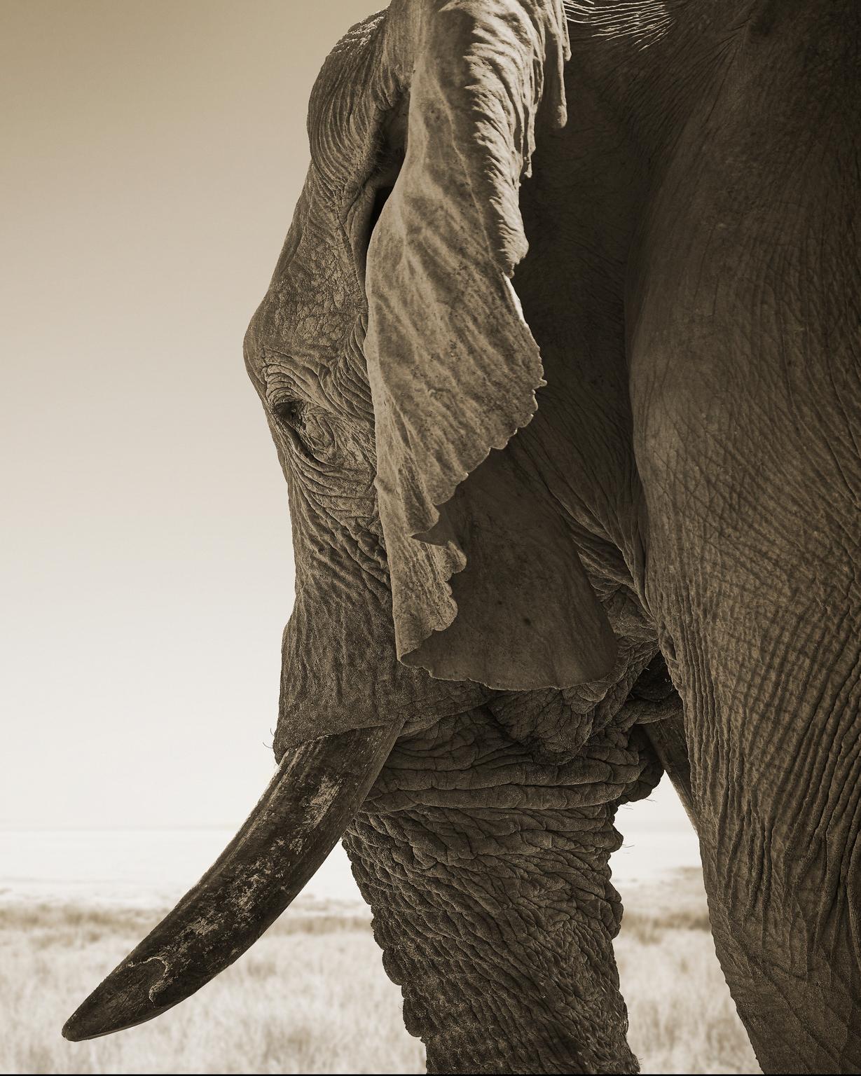 Elephant-02, Namibia - Black Portrait Photograph by Chris Gordaneer