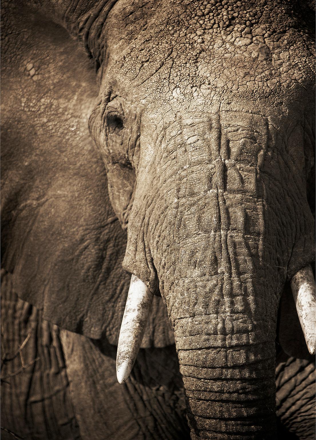 Elephant-04, Namibia. - Black Black and White Photograph by Chris Gordaneer