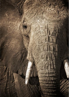 Elephant-04, Namibie.
