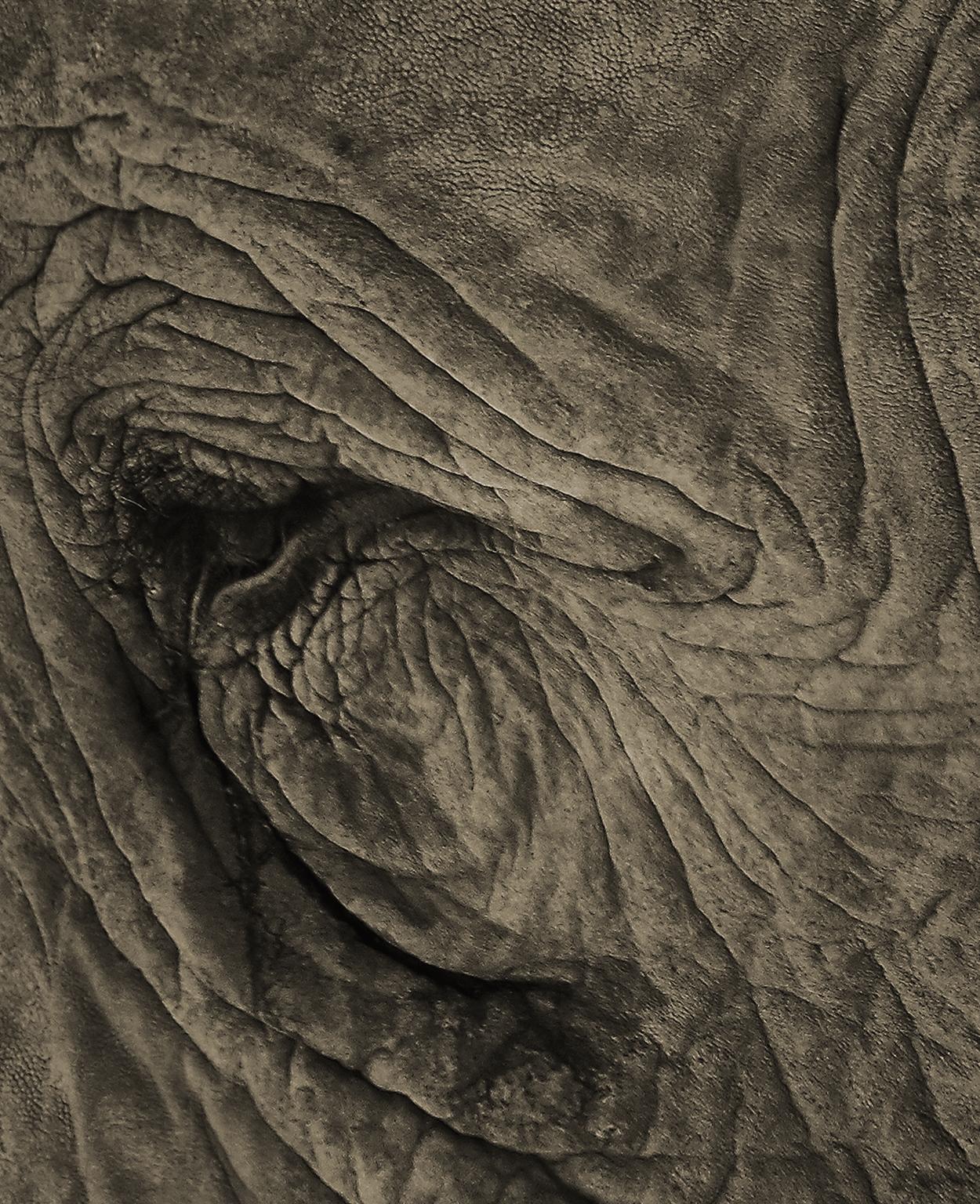 Elephant No. 3 - Photograph by Chris Gordaneer