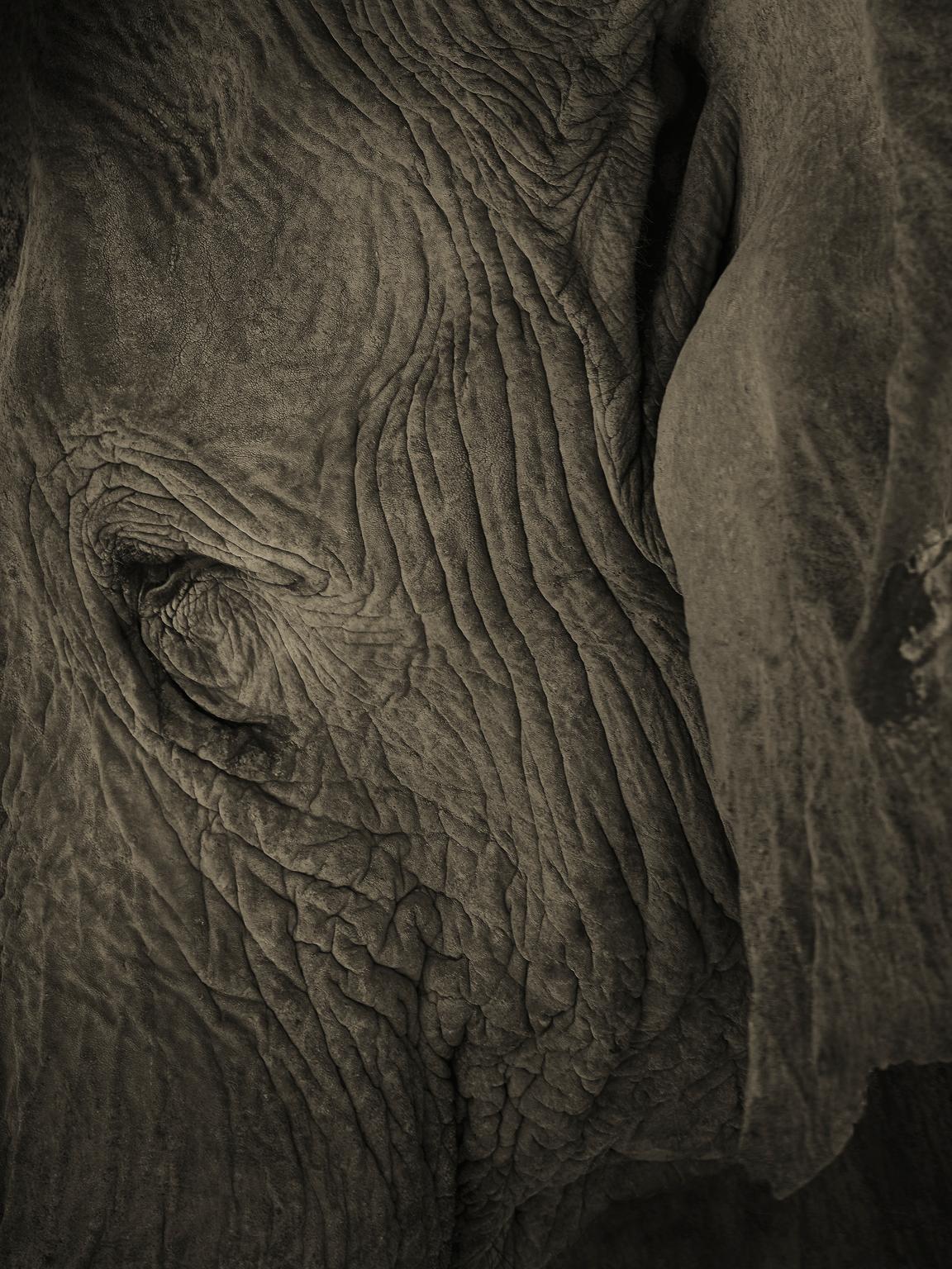 Elephant No. 3 - Black Black and White Photograph by Chris Gordaneer