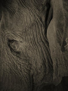 Elephant No. 3
