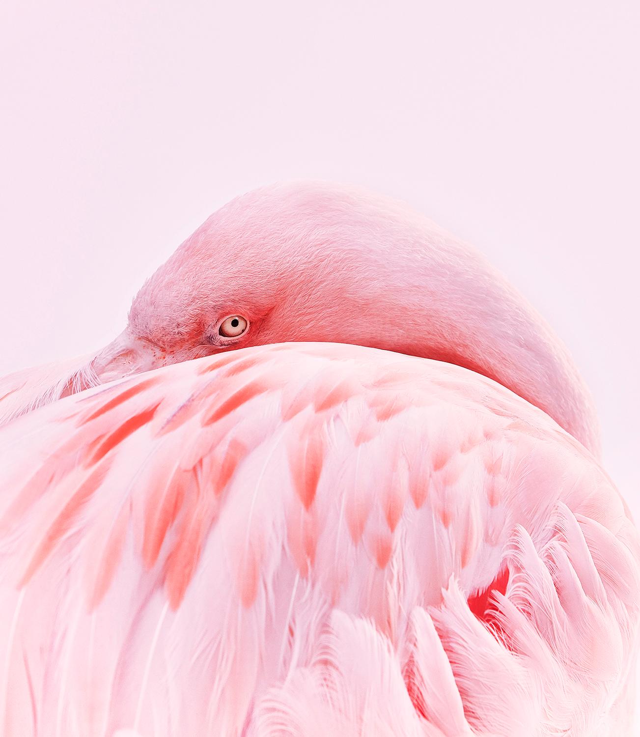 Chris Gordaneer Color Photograph - Flamingo No. 1