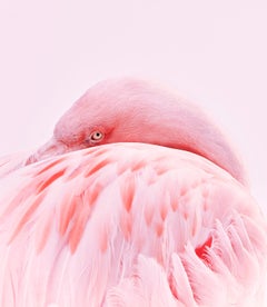Used Flamingo No. 1