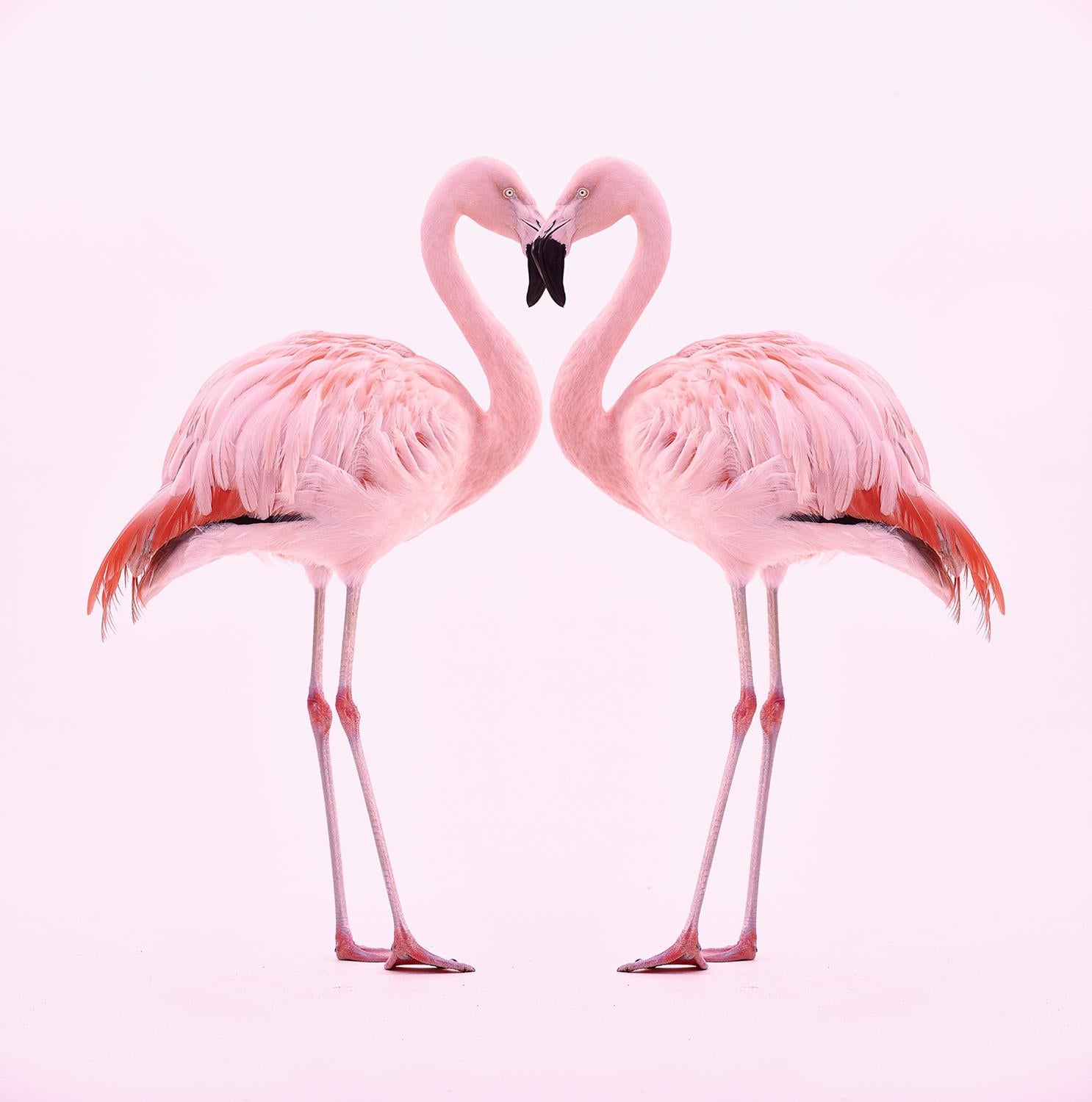 Chris Gordaneer Color Photograph - Flamingo No. 2