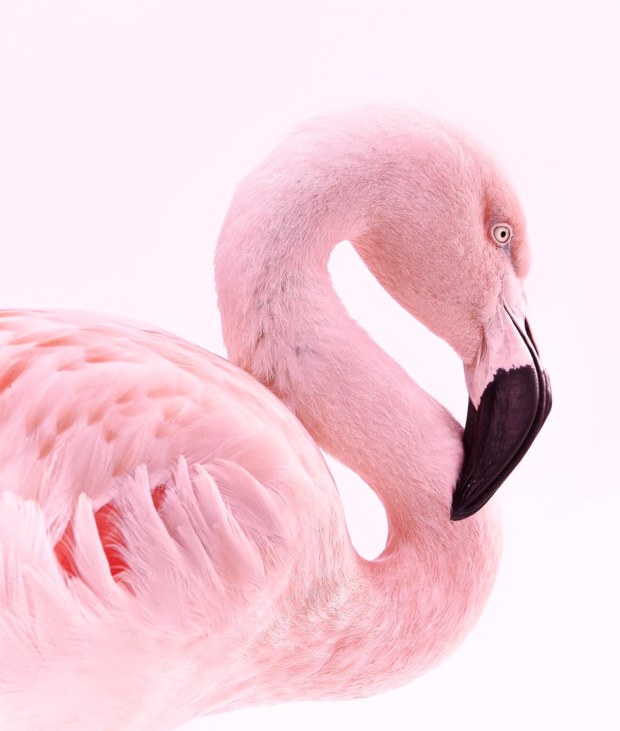 Chris Gordaneer Color Photograph - Flamingo No. 3