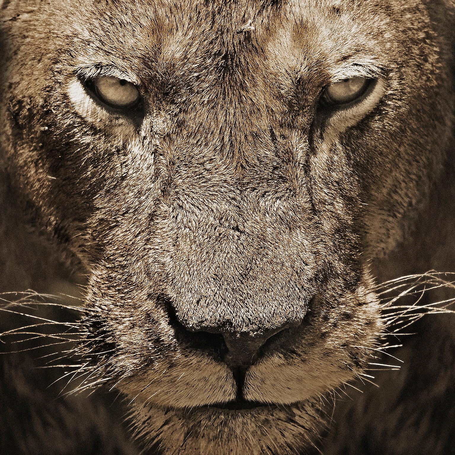 Lion No. 1 - Photograph by Chris Gordaneer