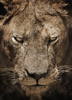 Lion n° 1