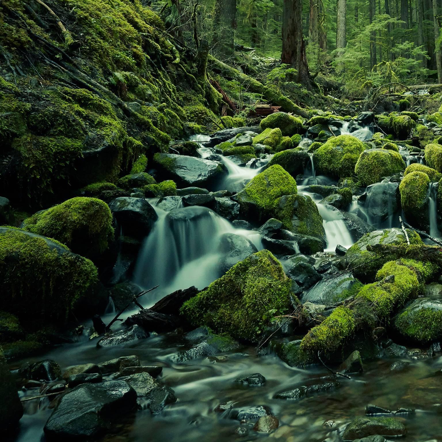 Olympic National Park No. 1 - Photograph by Chris Gordaneer